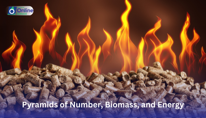 Lesson 07: Interpretation of Pyramids of Number, Biomass, and Energy